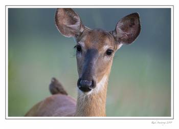 Doe with bird 1e.jpg